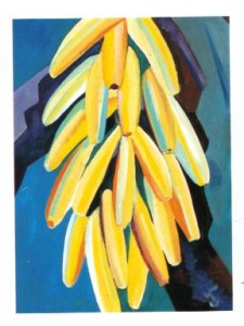 Platanos81x60